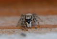 /album/salticidae/salticus-scenicus-skakavka-pruhovana-1-jpg/
